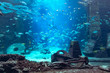 Aquarium at Atlantis, Bahamas