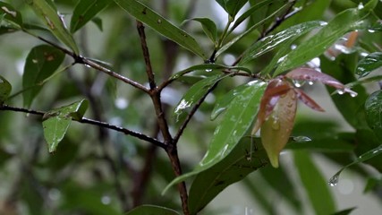 Wall Mural - nature fresh green leaf under heavy rain 