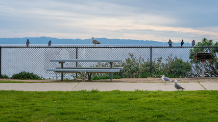 Wall Mural - Seagulls at bench table over California coast ocean