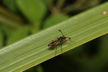 Wall Mural - Stalk-eyed fly in its natural environment. A funny and weird insect occurring in Eastern Africa.