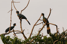 Blue Turaco In Its Natural Environment. A Large And Colorful Bird Species Occurring In Forests Of Eastern Africa.