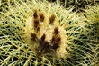Kaktus - Schwiegermuttersitz - stachelige Nahaufnahme