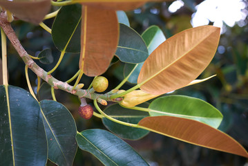 ficus macrophylla