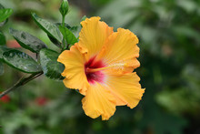 Close Up Of An Orange Colored Hibiscus Flower In Bloom
