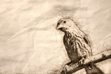 Canvas Print - Sketch of a House Finch Having a Bad Hair Day