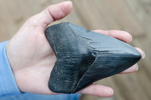 A Large, Fossilised Megalodon Shark Tooth Held In A Woman's Hand For Scale.