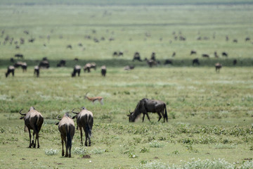 Wildebeest big migration in Ngorongoro in April