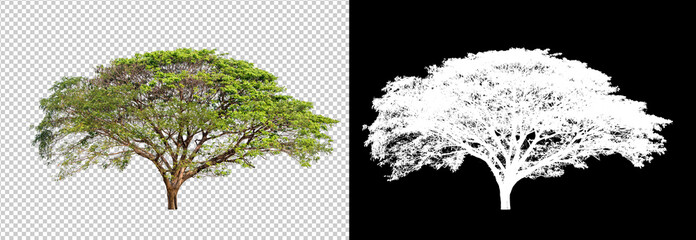 Poster - single tree on transparent picture background with clipping path, single tree with clipping path and alpha channel on black background