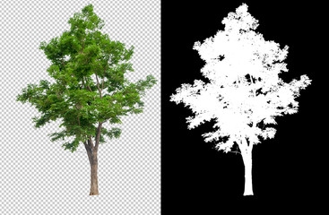 Poster - single tree on transparent picture background with clipping path, single tree with clipping path and alpha channel on black background