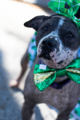 Sticker - Dog Dressed Up for Saint Patrick's Day / Green Outfit  