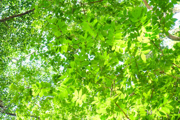 Green tree leaf wild forest with sun light background