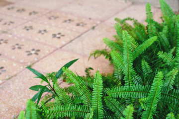 Wall Mural - The Sword Fern leaves background. Nephrolepis exaltata fern, free copy space.