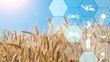 Precision agriculture network icons on wheat field background