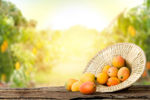 Mango In Basket With Leaves On Wooden Table And Mango Tree Farm With Sunlight Background.