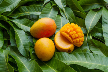 Canvas Print - Ripe yellow mango fruit on green leaf background