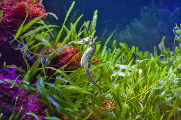 Thorny seahorse between seagrass and blue water