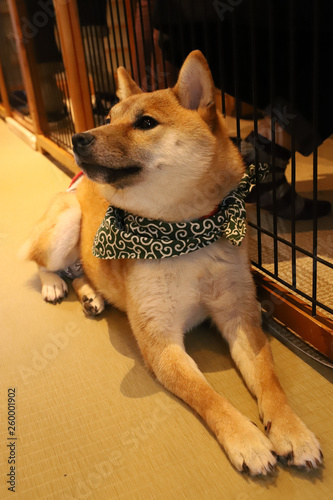 写真素材 豆柴 茶色 Stock Photo Adobe Stock