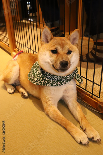 写真素材 豆柴 茶色 Stock Photo Adobe Stock