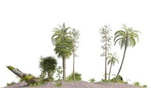 Trees Of The Mesozoic Era Isolated On White Background 3D Illustration