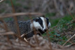 European Badger, Meles meles, walking/foraging/rambling near sett looking for food during the evening in scotland during spring.