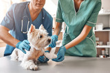 Fototapeta  - We are always here to help. A team of two veterinarians in work uniform bandaging a paw of a small dog lying on the table at veterinary clinic.