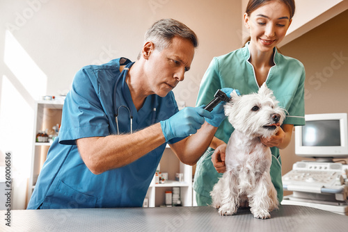 Fototapeta na szkło Do you hear me well? A middle-aged vet checking dog's ears while his young female assistant is holding a patient and smiling. Vet clinic. Pet care concept