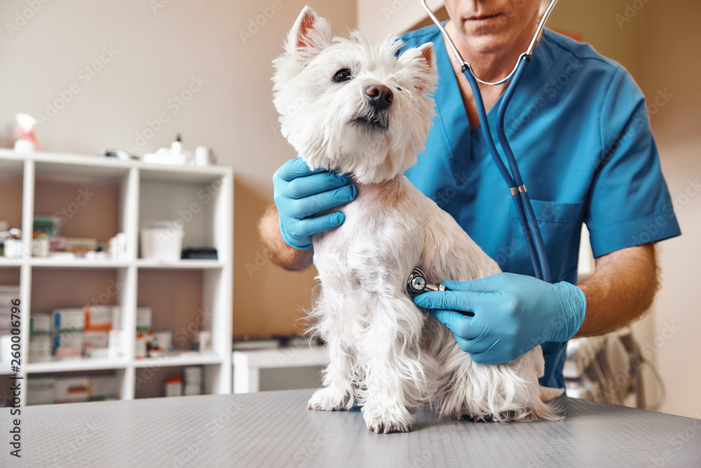 Checking the breath. Male veterinarian in work uniform listening to the breath of a small dog with a phonendoscope in veterinary clinic. Pet care concept