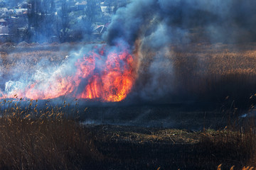 Wall Mural - Raging forest spring fires. Burning dry grass, reed along lake. Grass is burning in meadow. Ecological catastrophy. Fire and smoke destroy all life. Firefighters extinguish Big fire. Lot of smoke