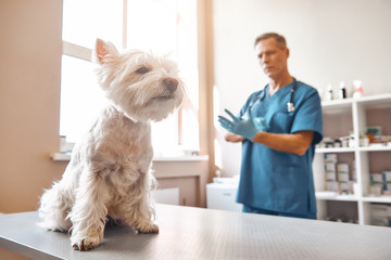 Ready for check up? Middle aged male vet putting on protective gloves before starting to check the health of a small dog in veterinary clinic