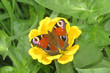 The peacock eye butterfly sitting on a yellow flower on the green background