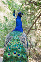 Peacock Sitting In The Forest