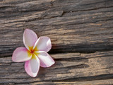 Fototapeta Storczyk - Pink Plumeria (Apocynaceae) flower on wood background