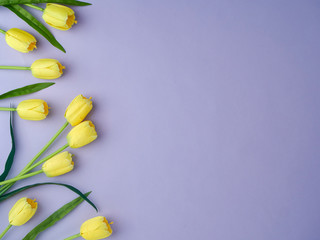 Wall Mural - Yellow tulips on the purple background.