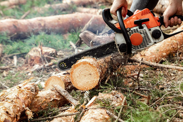 Wall Mural - Professional chainsaw close up, logging. Cutting down trees, forest destruction. The concept of industrial destruction of trees, causing harm to the environment.