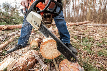 Wall Mural - Logging, Worker in a protective suit with a chainsaw sawing wood. Cutting down trees, forest destruction. The concept of industrial destruction of trees, causing harm to the environment.