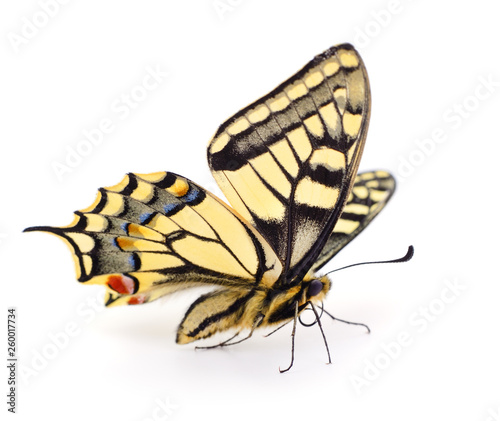 Fotomural Old World Swallowtail (Papilio machaon) butterfly.