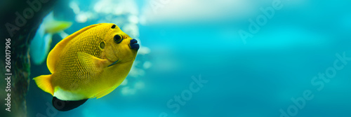 Fotomural Threespot angelfish (Apolemichthys trimaculatus), panoramic water background