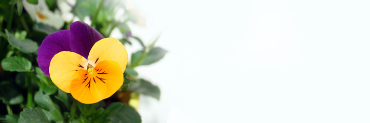 Wall Mural - yellow and purple pansy flower on white panoramic background