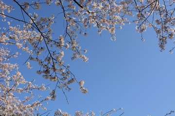 Poster - Cherry blossoms in full bloom in a natural park.