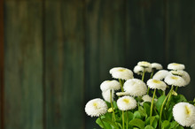 A Bouquet Of Double White Daisies On A Green Wooden Background