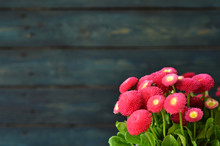 A Bouquet Of Double Red Daisies On A Blue Wooden Background
