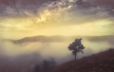 lonely tree at sunset in the mountains, melancholy mood. Warmth, autumn, summer.