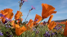 Gently Swaying Orange Poppies And Purple Gilia Tricolor Flowers In Meadow