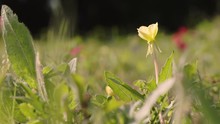 Texas Wildflower Meadow Scene, Close Up On Yellow Flower With Blurred Background