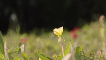 Close Up Of Yellow Texas Wildflowers With Blurred Background 4k