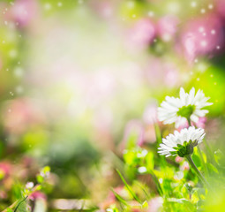 Wall Mural - Nature summer background with little daisies flowers at blurred flowers garden