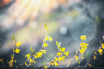 Wall Mural - Yellow forsythia blossom at blurred background with bokeh and sunshine. Spring nature. Springtime blooming. Outdoor