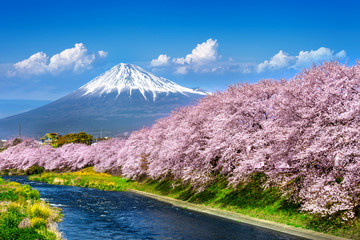 Canvas Print - Fuji mountains and  cherry blossoms in spring, Japan.