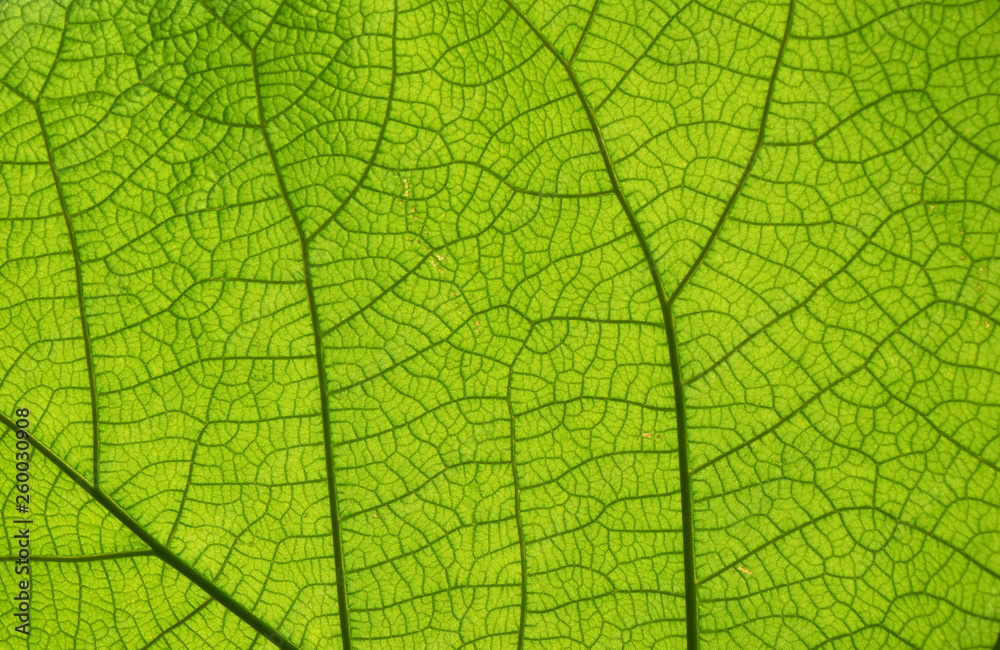 Extreme close up texture of green leaf veins - obrazy, fototapety, plakaty 
