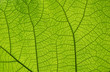 Leinwandbild Motiv Extreme close up texture of green leaf veins